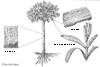 clicca per ingrandire l'immagine